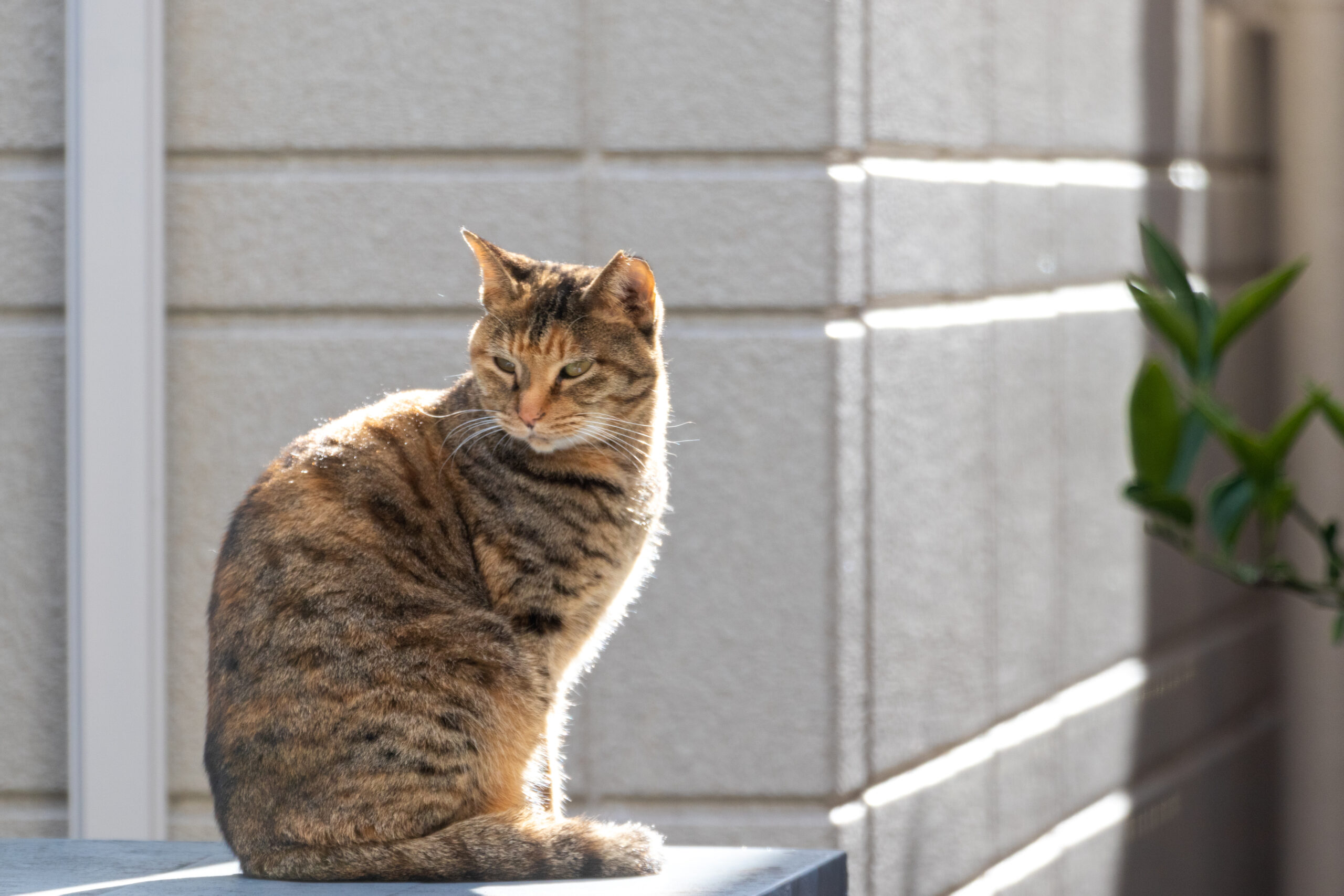 ねこまるページ 猫まる nekomaru (@nekomaru_pro) / X